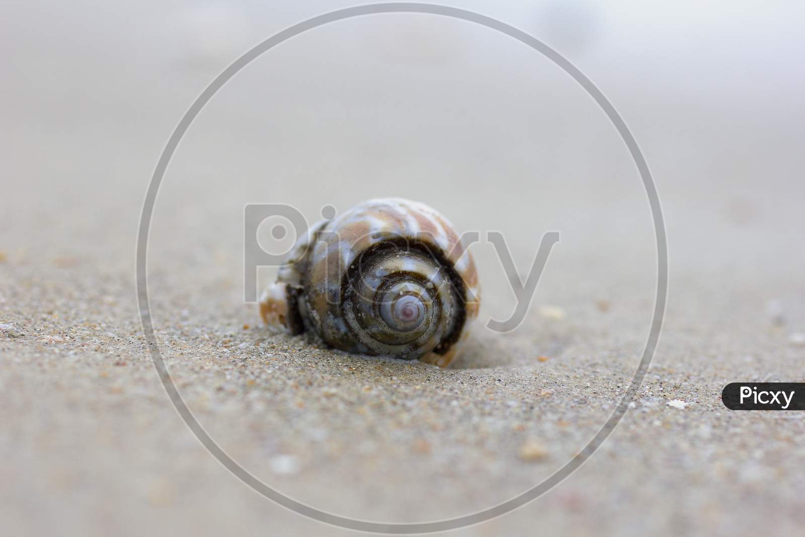 Close up shot of a Sea Shell