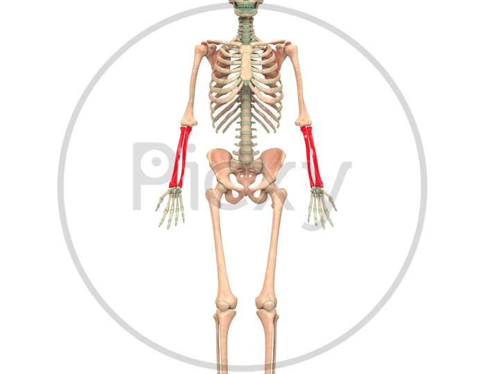 Human Skeleton System Anatomy (Radius and Ulna)
