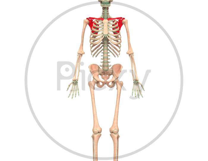 Human Skeleton System Anatomy (Pectoral Girdle)