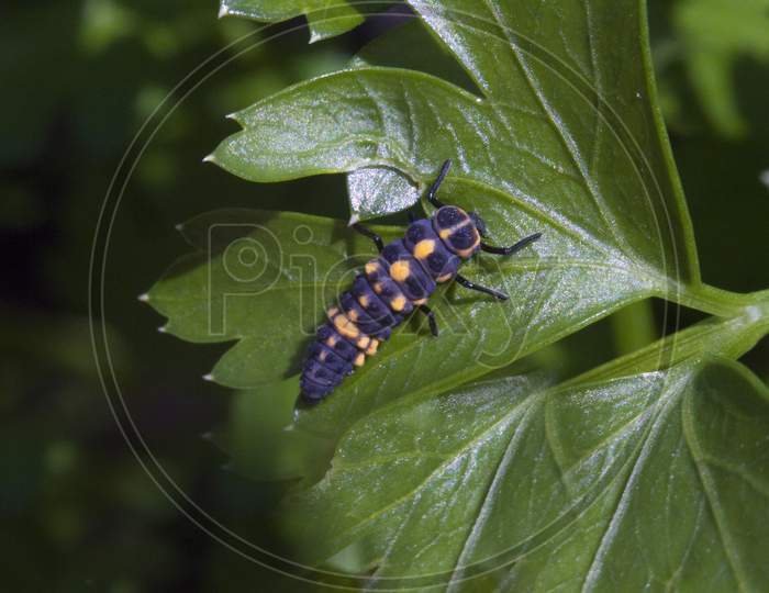 Detail Of Ladybird Larva On The Green Leaf