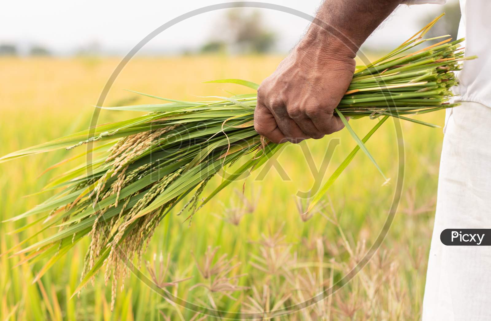 A Farmer Holding Handful of Paddy Plants or Rice Plants in Agriculture Field