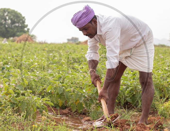 An Indian Farmer working in Agriculture Field
