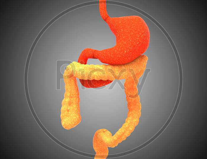 Human Digestive System Stomach with Large Intestine Anatomy