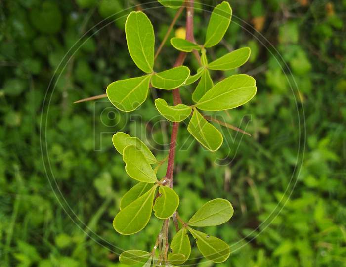 Plant, green, nature, leaves