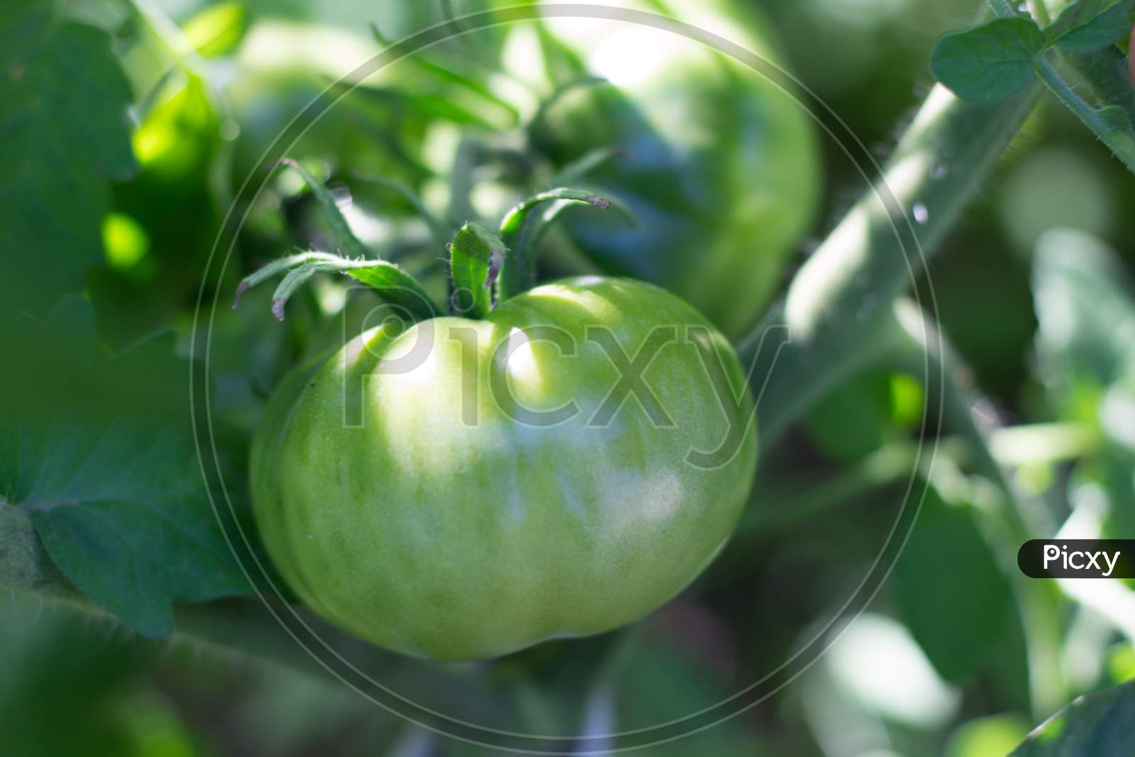 Unripe Green Tomatoes On Organic Garden Plant