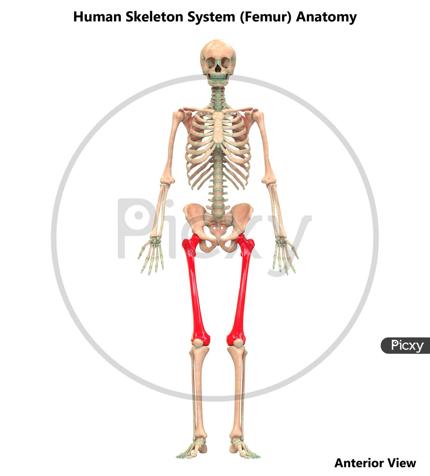 Human Skeleton System Anatomy (Femur)