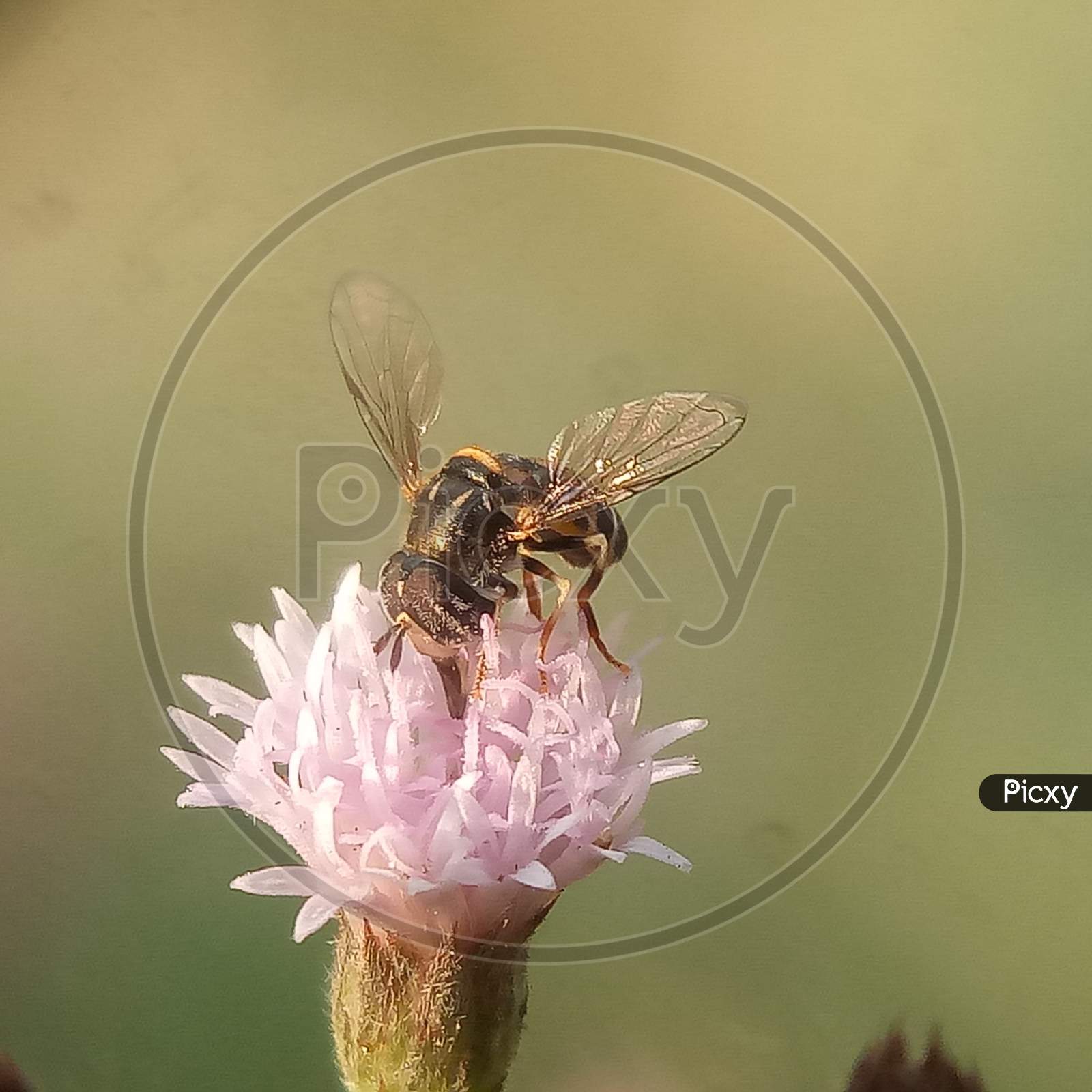 Honey Bee collect Honey from flower. beauty of nature. Mobile macro photography close up photography