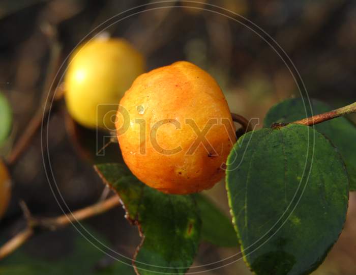 Indian jujube hanging from a tree