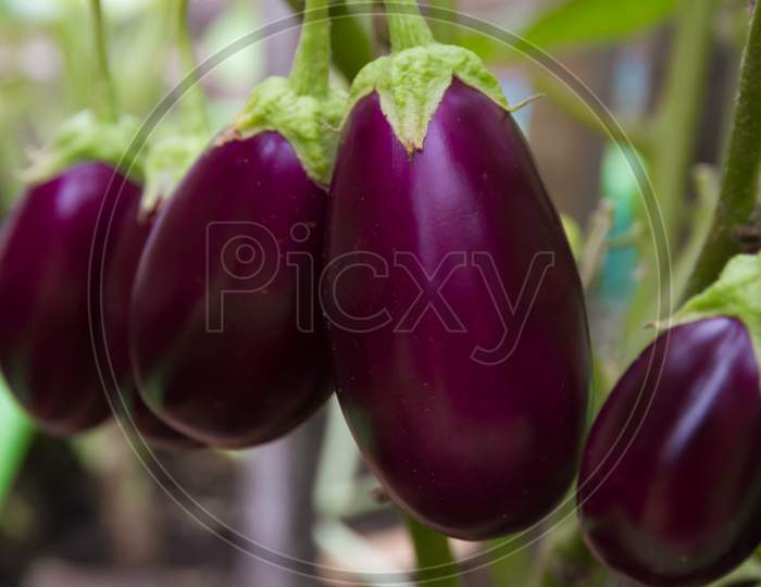 Mature Eggplants In The Organic Garden Plant