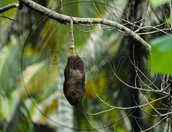 A Single Rotten Jackfruit Hanging On Dry Jack Fruit Tree.