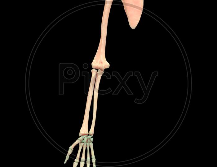 Human Hand with Shoulder Anatomy