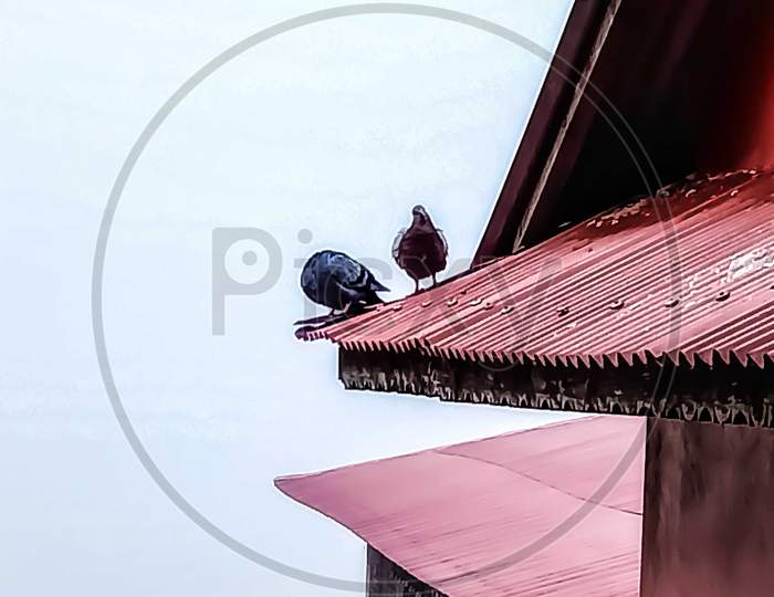 Pigeon in temple roof