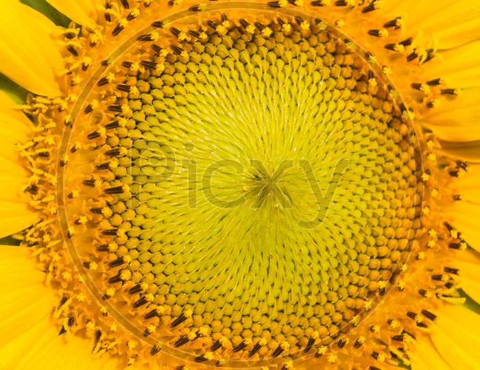 Close up shot of a Sunflower