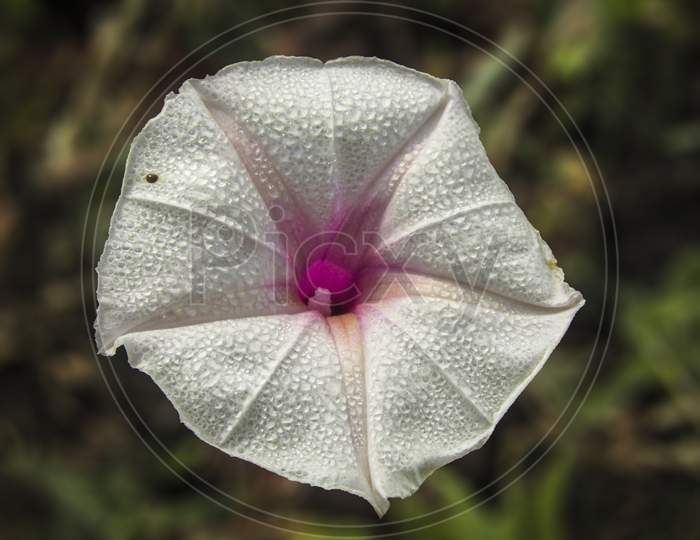 PINKISH WHITE FLOWER WITH TINY SHINY WATER DROPLETS ON IT