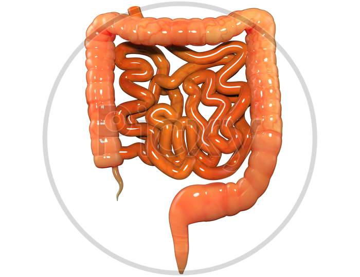 Human Digestive System Intestine Anatomy
