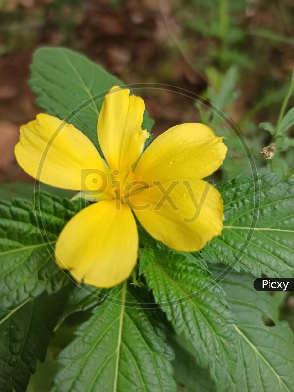 Yellow nature flower