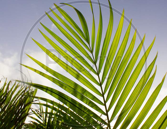 Parlour Palm tree leaves