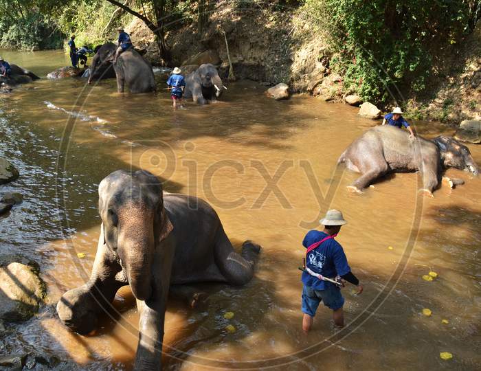 Maesa Elephant Camp. A bath in the river