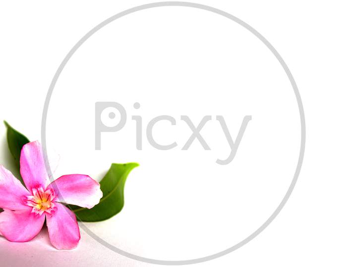 Selective Focus on Pink Nerium Oleander Flowers with White Background