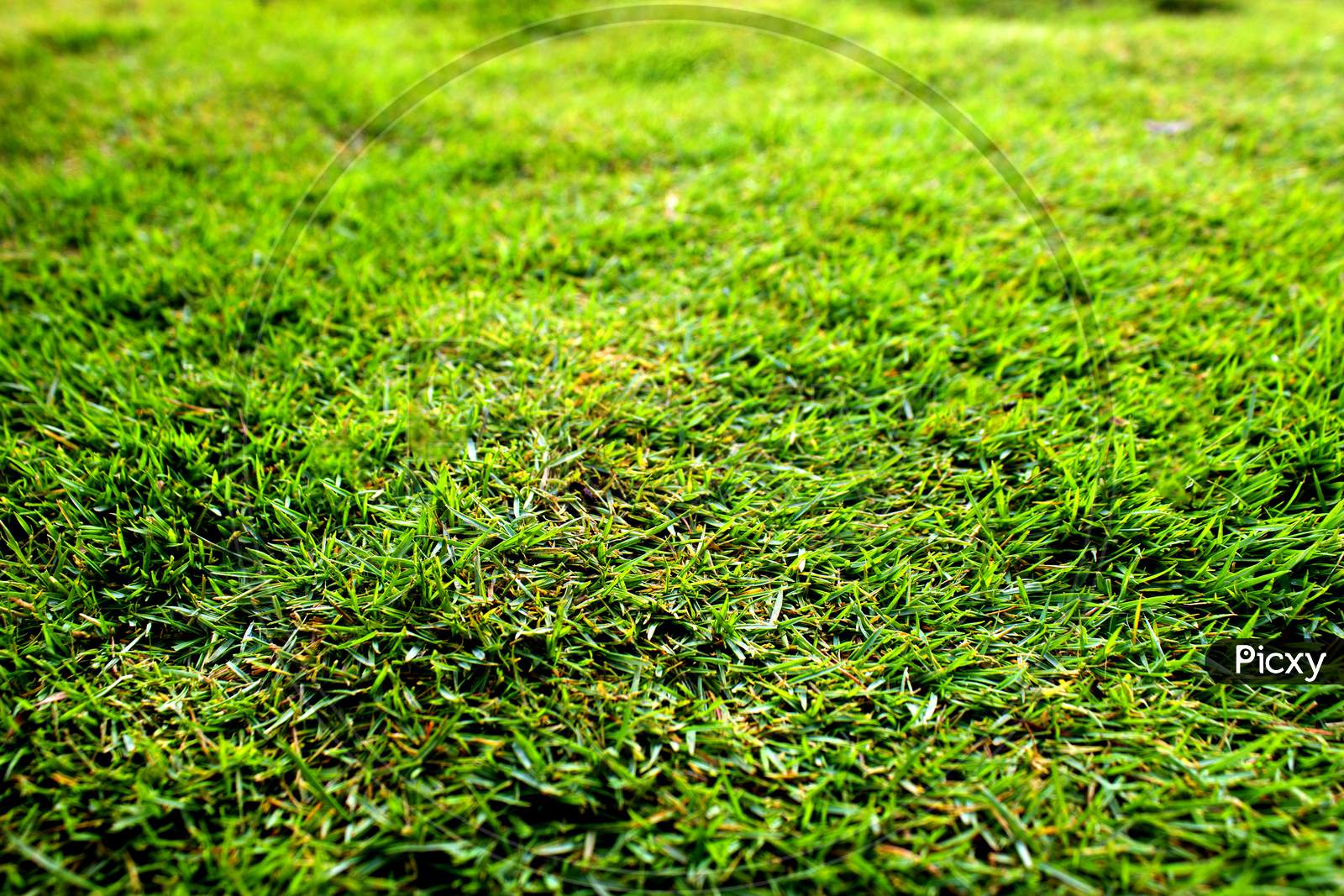 Selective Focus on Grass on the Ground