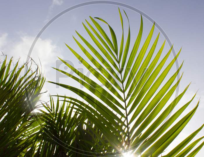 Parlour Palm tree leaves