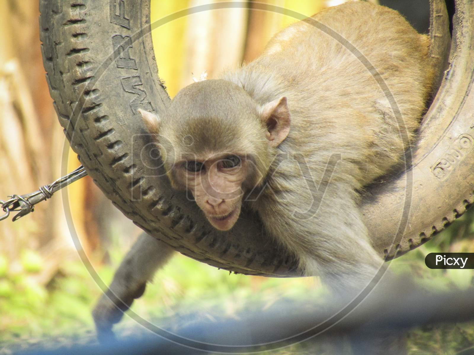 INDIAN MONKEY PLAYING WITH A TYRE AT A ZOO