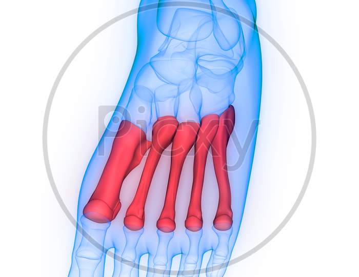 Human Skeleton System Foot Joints Anatomy