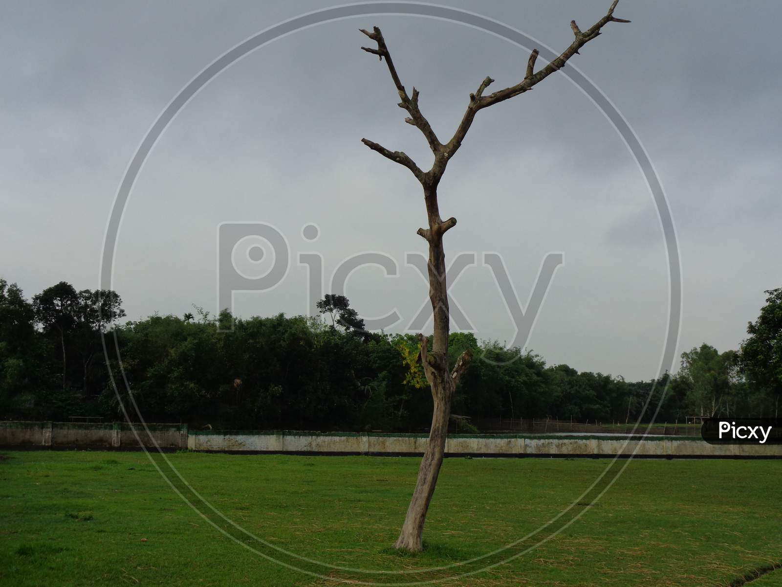 Single Dead tree isolated without leaves