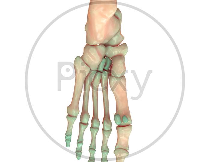 Human Skeleton System Anatomy (Foot Joints)
