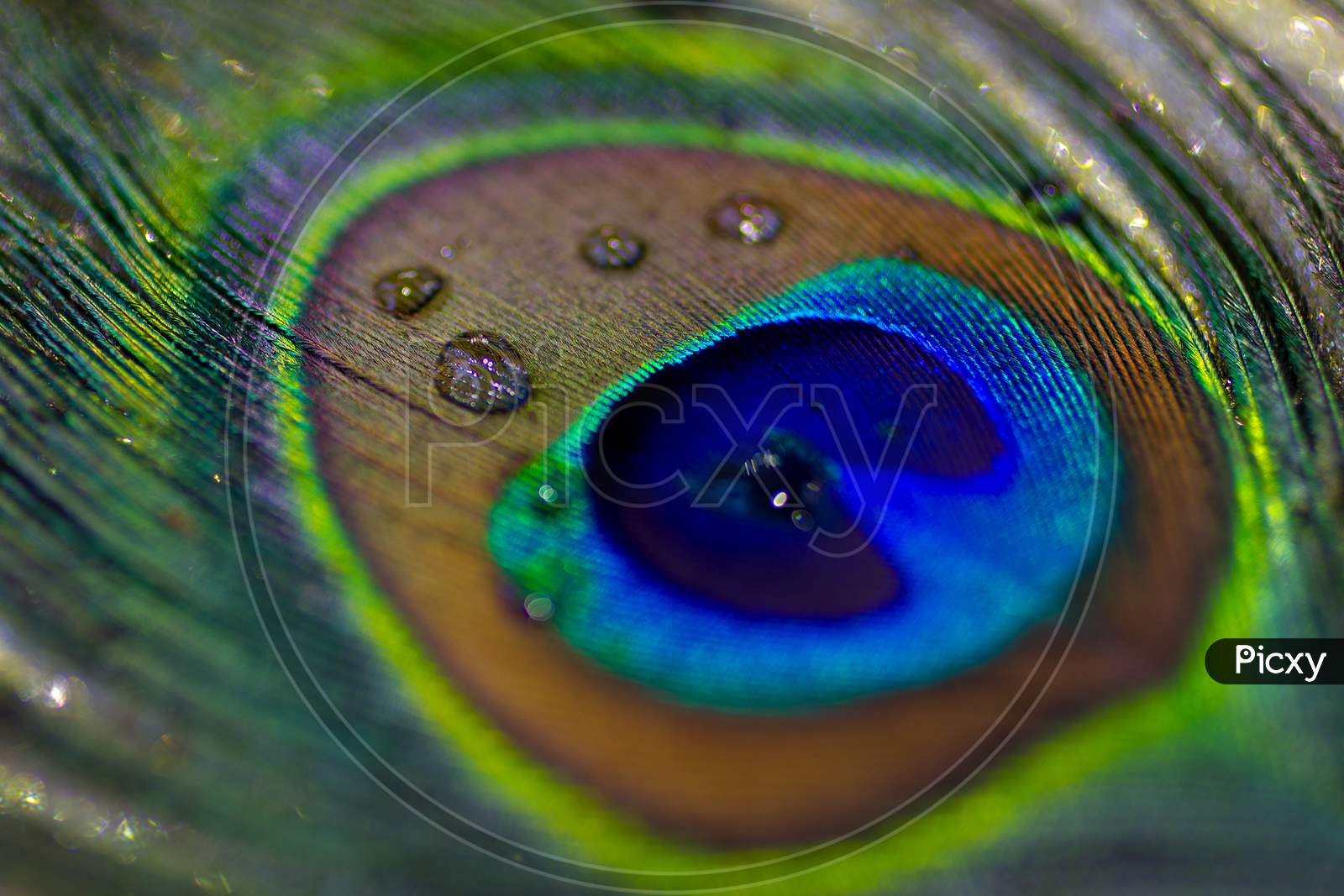 Close up shot of peacock feather with Water Drops