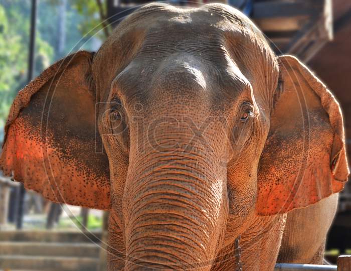 Close up of a Thai elephant