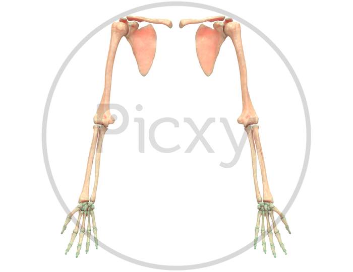 Human Hands with Shoulders Anatomy
