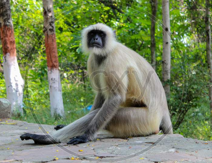 A black face indian monkey in Rajgir.