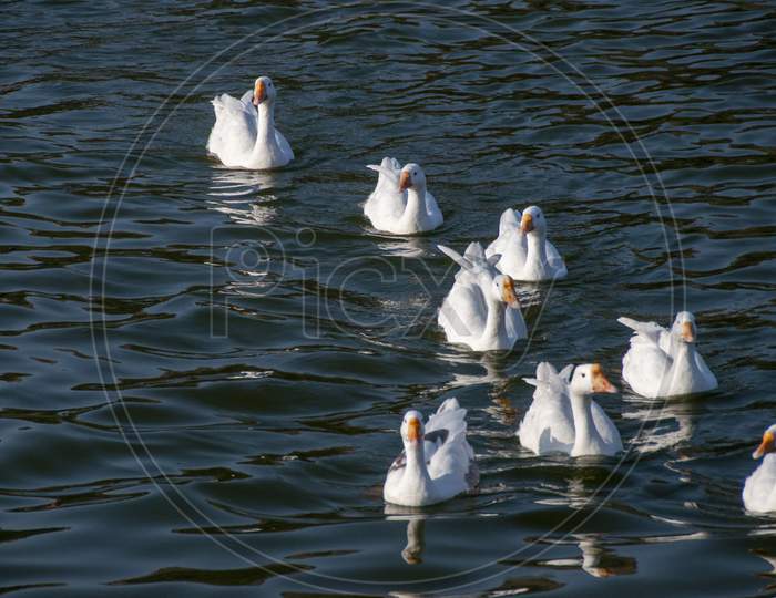 Ducks Are Swimming On The Nakki Lake Of Mount Abu
