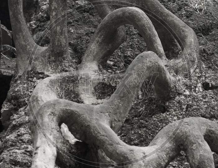 Close up shot of tree roots