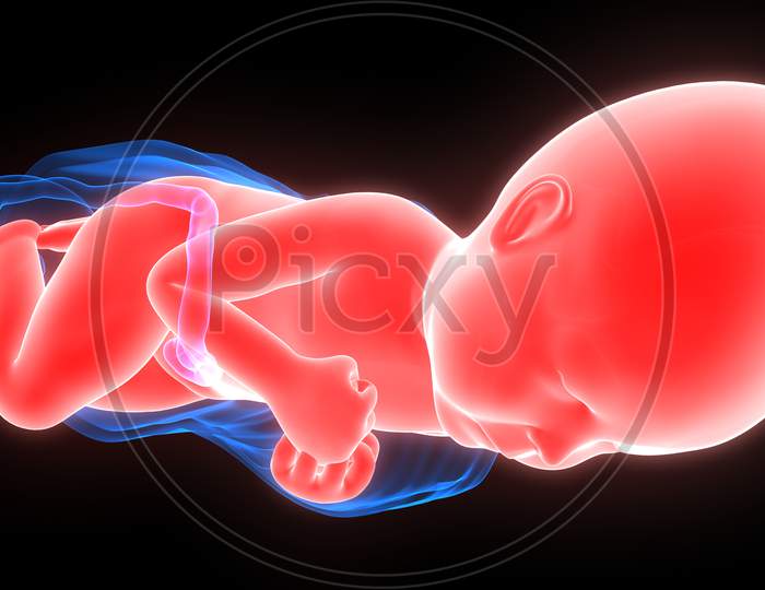 Fetus (Baby) Anatomy