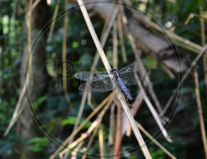 Dragon Fly On The Wood Natural Location