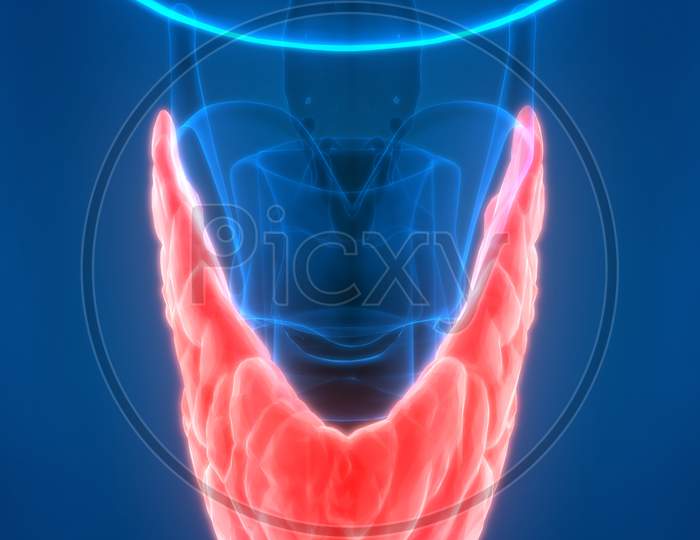 Human Thyroid Gland Anatomy