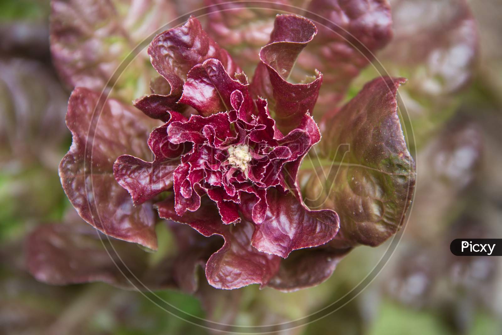 Detail Of Purple Lettuce Flower In The Organic Garden