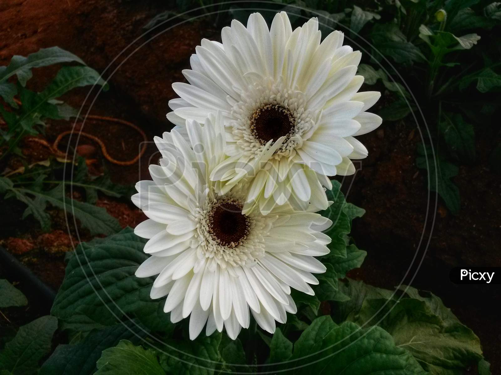 White Gerbera Flower With Black Core