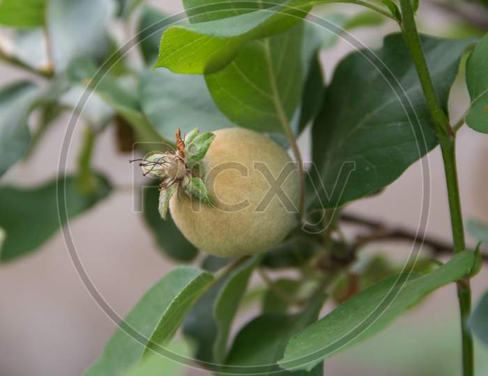 Detail Of An Ornamental Edible Quince In The Garden