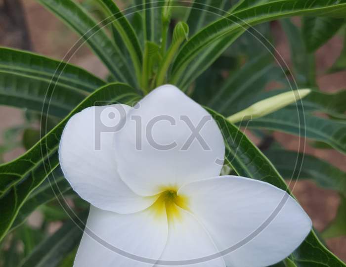 Singapore Graveyard White Flower Stock Photo