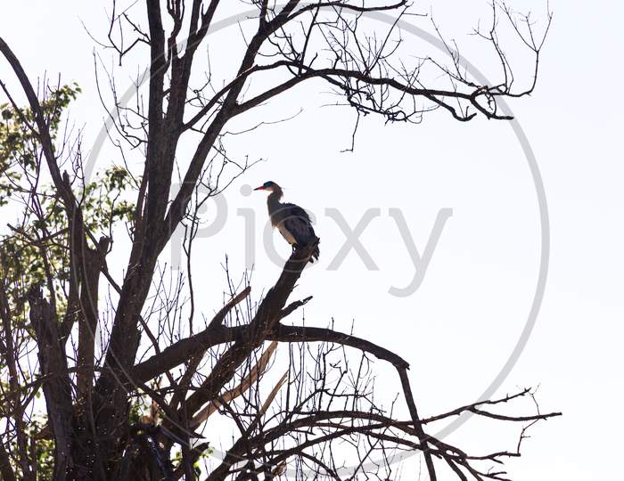 Silhouette Of The Heron Perched On The Branches