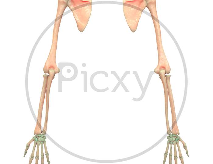 Human Skeleton System Anatomy (Upper Limbs)