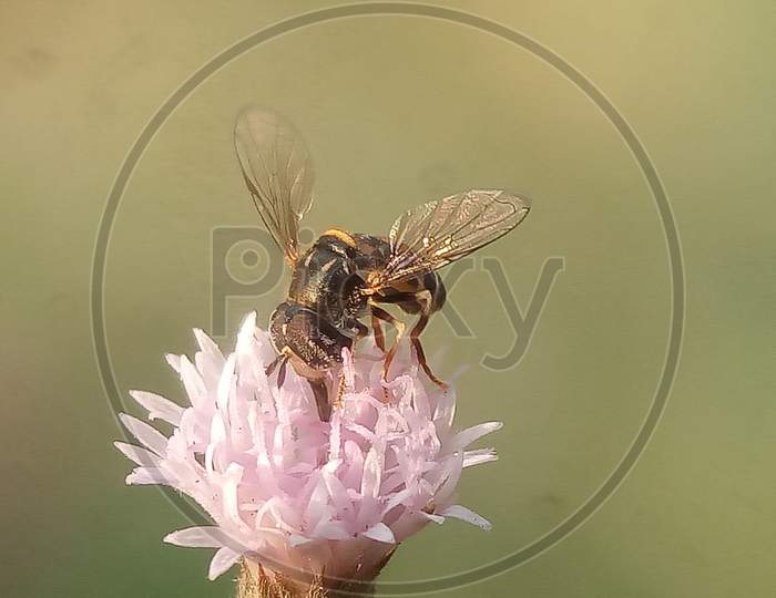 Honey Bee collect Honey from flower. beauty of nature. Mobile macro photography close up photography