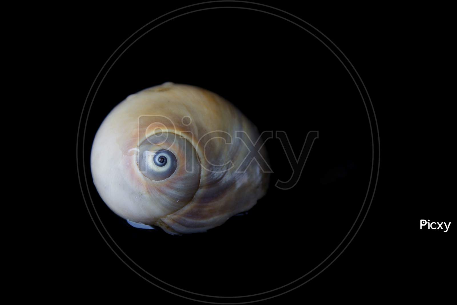 Close up shot of a Sea Shell