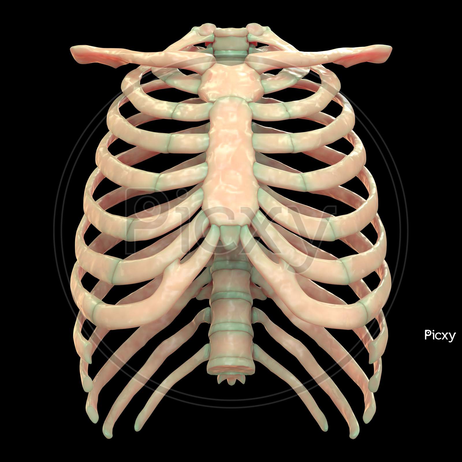 Rib Cage Of Human Body Thoracic Cage Anatomy Body Human Art Print