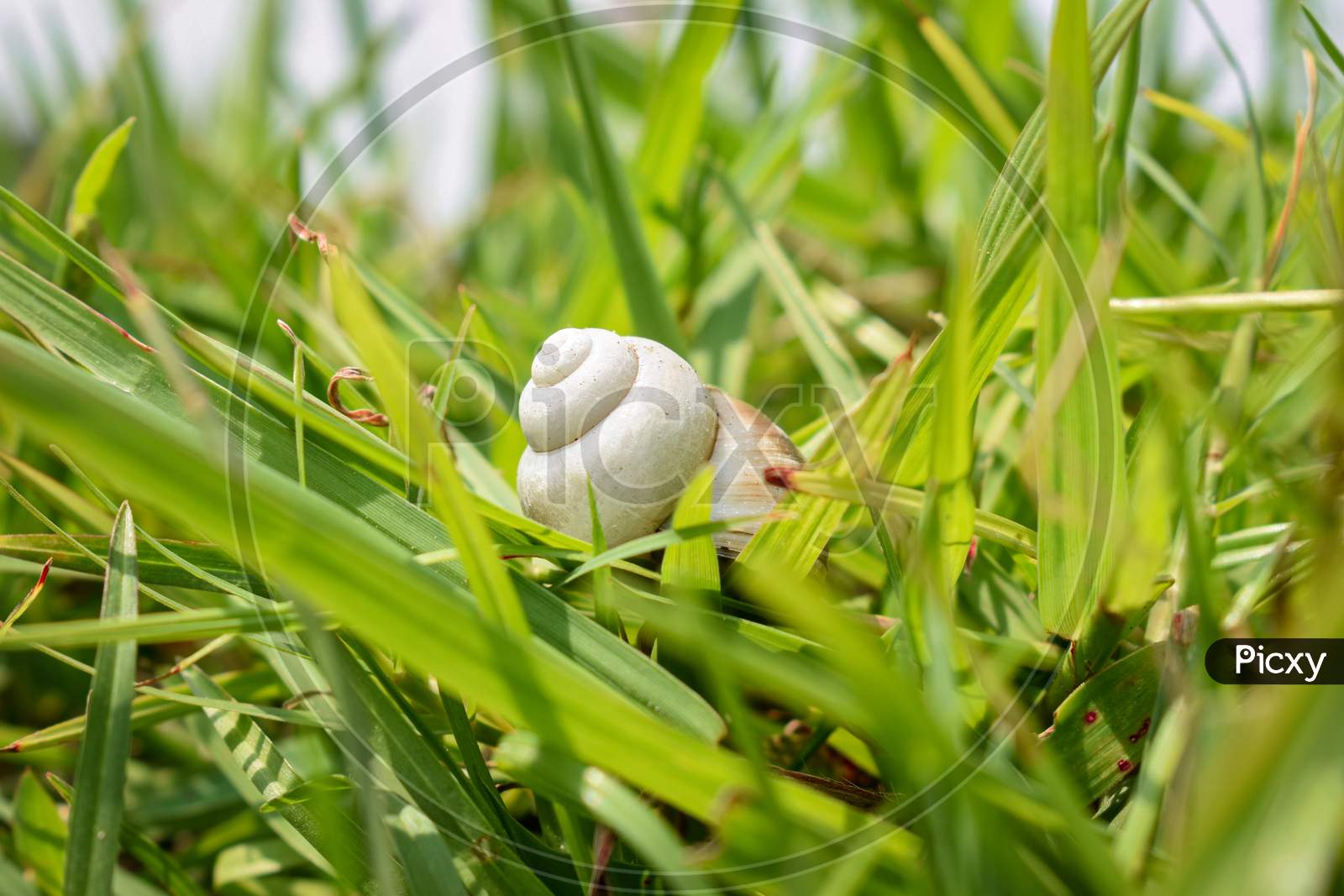 snail on the grass, natural beauty
