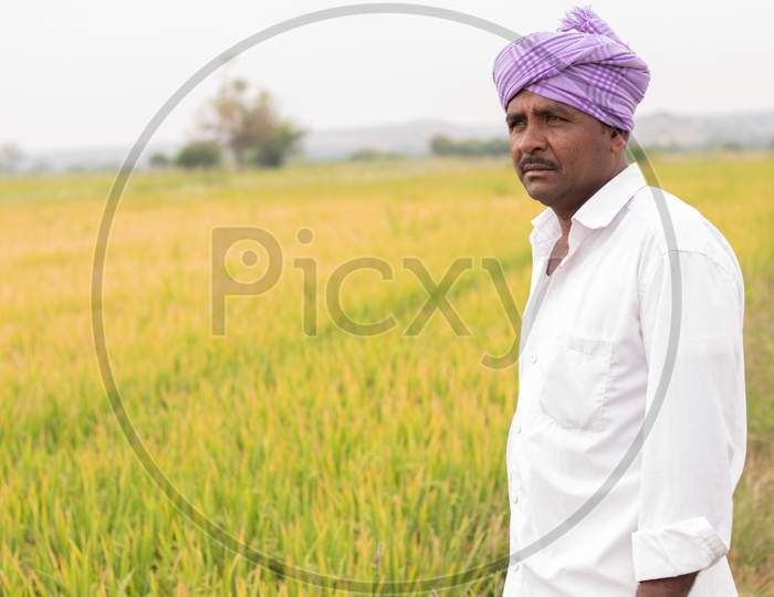 Portrait of an Indian Farmer in Paddy Fields