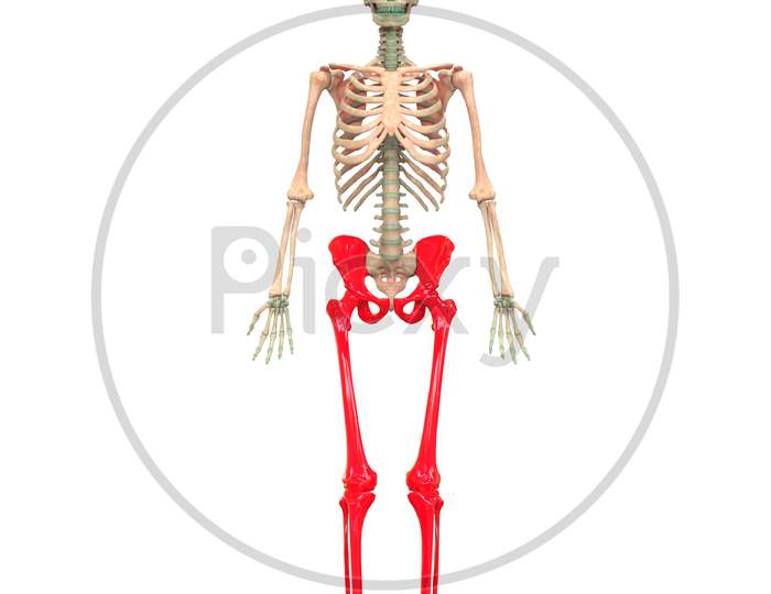 Human Skeleton System Anatomy (Lower Limbs)